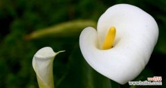 探秘马蹄莲的花语之谜