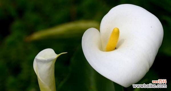 探秘马蹄莲的花语之谜