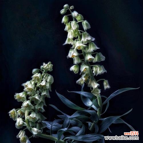 探寻花语和神话 以嚏根草的花语和传说——连接人类与自然的神秘之花