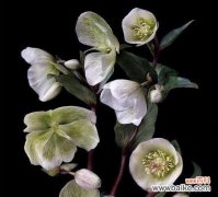 探寻花语和神话 以嚏根草的花语和传说——连接人类与自然的神秘之花