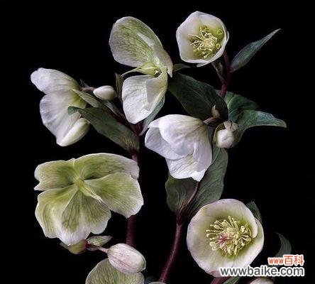 探寻花语和神话 以嚏根草的花语和传说——连接人类与自然的神秘之花