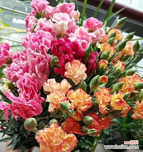 水晶草 水晶草的花语-美丽、祝福与希望