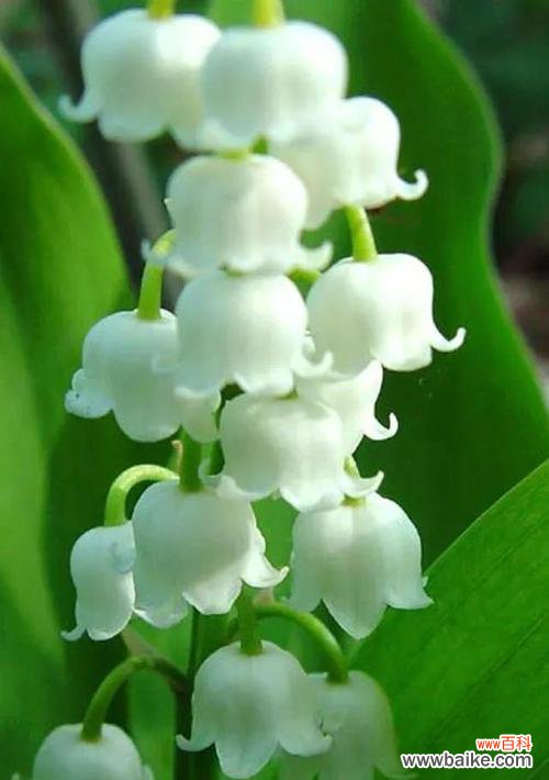 水晶草 水晶草的花语-美丽、祝福与希望