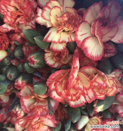 水晶草 水晶草的花语-美丽、祝福与希望