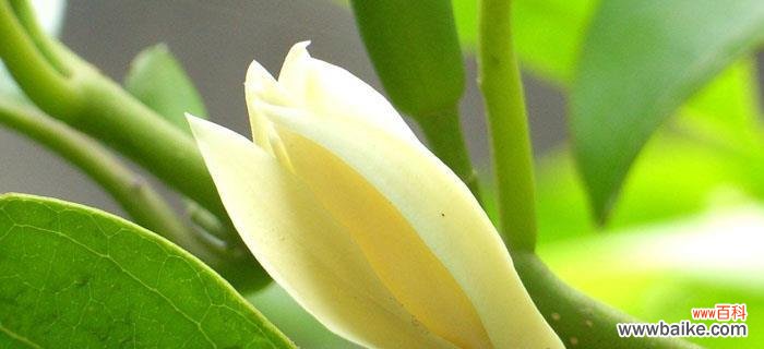 探寻胡杨树的花语与象征 胡杨树的花语与寓意