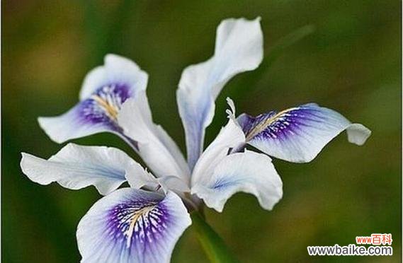 探寻胡杨树的花语与象征 胡杨树的花语与寓意