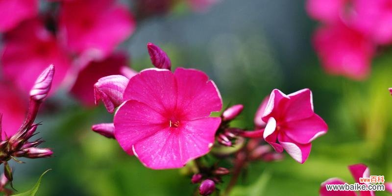 花开花落 友谊之花