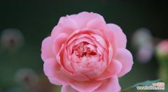 花开花落 友谊之花