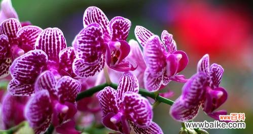 花开花落 友谊之花