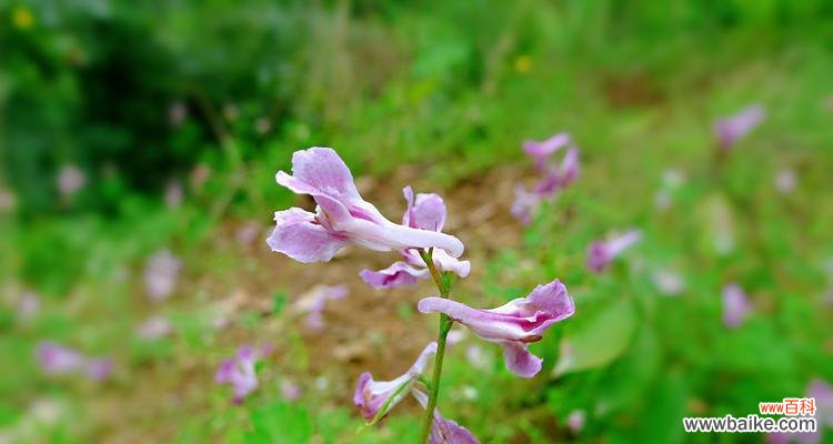 揭秘紫堇的神话故事 紫堇花的传说与花语