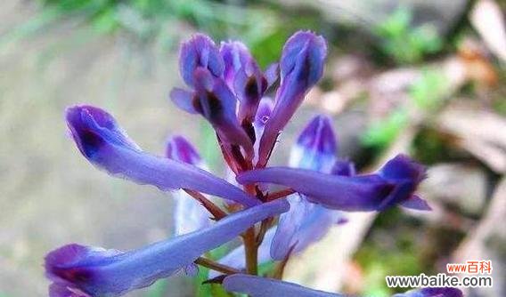 揭秘紫堇的神话故事 紫堇花的传说与花语