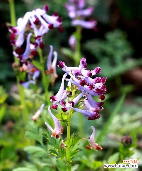 揭秘紫堇的神话故事 紫堇花的传说与花语