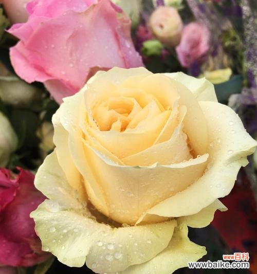 花开娇艳 黄玫瑰的代表意义