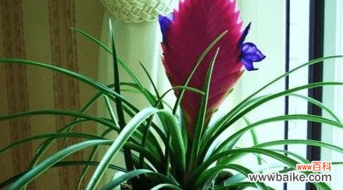 探寻铁兰花背后的神秘力量 铁兰的花语和其象征意义