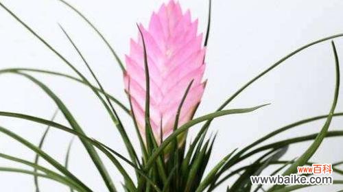 探寻铁兰花背后的神秘力量 铁兰的花语和其象征意义