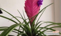 探寻铁兰花背后的神秘力量 铁兰的花语和其象征意义