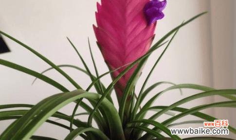 探寻铁兰花背后的神秘力量 铁兰的花语和其象征意义