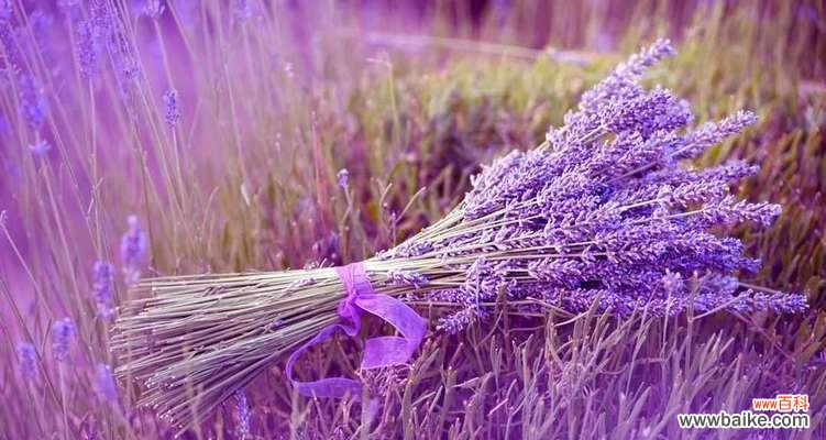探寻紫色矢车菊的花语与含义 紫色矢车菊的花语