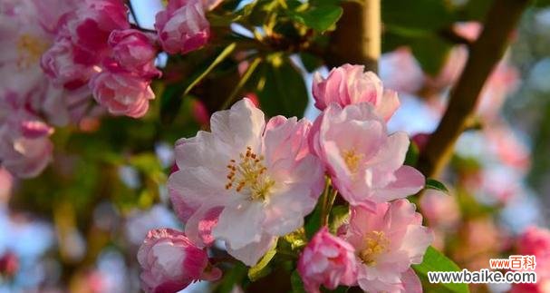揭示海棠花的代表意义及文化内涵 海棠花的花语与寓意