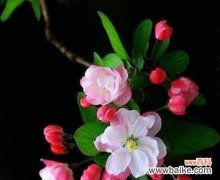 揭示海棠花的代表意义及文化内涵 海棠花的花语与寓意