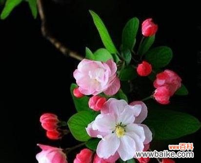 揭示海棠花的代表意义及文化内涵 海棠花的花语与寓意