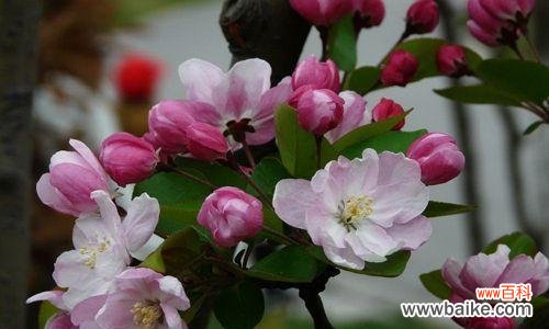 揭示海棠花的代表意义及文化内涵 海棠花的花语与寓意