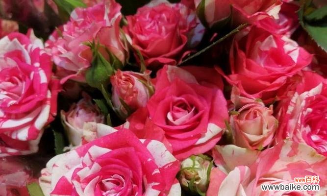 玫瑰花 玫瑰花的象征意义