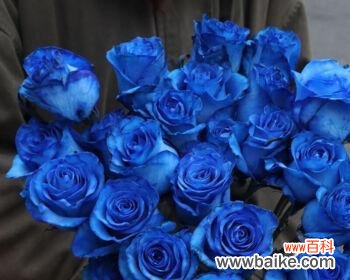 揭开蓝色玫瑰花背后的秘密 蓝色玫瑰花的象征意义