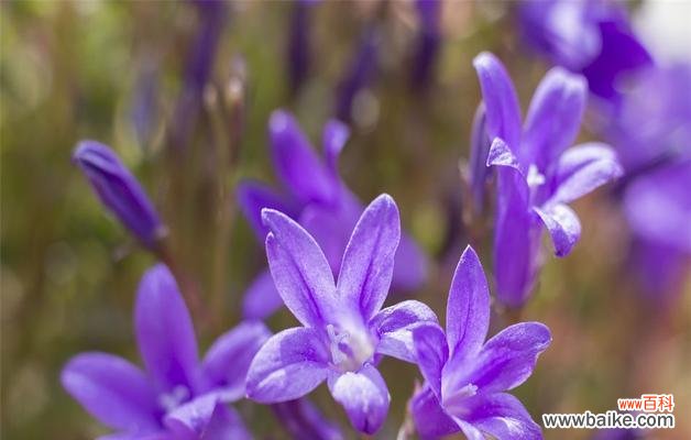 探寻紫罗兰花语的深层寓意及象征意义 紫罗兰花语