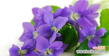 探寻紫罗兰花语的深层寓意及象征意义 紫罗兰花语