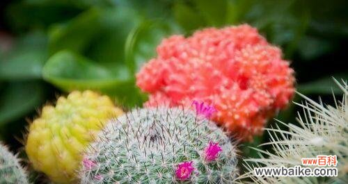 了解仙人球花语 仙人球花的花语与意义——探寻大自然的神秘力量