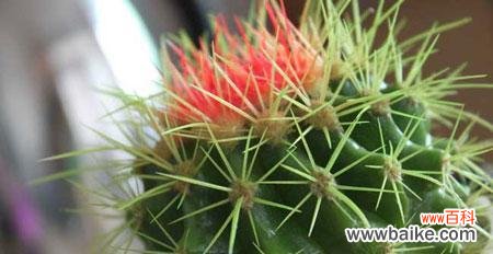 了解仙人球花语 仙人球花的花语与意义——探寻大自然的神秘力量