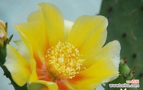 了解仙人球花语 仙人球花的花语与意义——探寻大自然的神秘力量