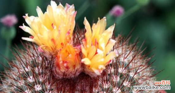 探寻仙人球花开的寓意 仙人球花开的意义与象征