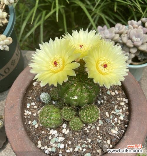 探寻仙人球花开的寓意 仙人球花开的意义与象征