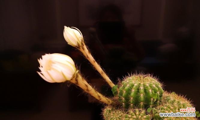 揭示仙人球开花的奇妙变化和象征意义 仙人球开花的美丽寓意
