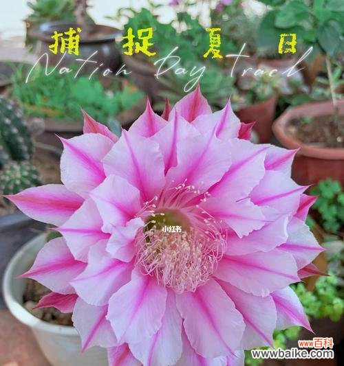 揭示仙人球开花的奇妙变化和象征意义 仙人球开花的美丽寓意