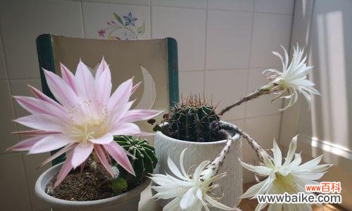 揭示仙人球开花的奇妙变化和象征意义 仙人球开花的美丽寓意