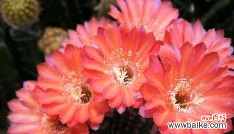 探寻仙人球开花背后的象征意义 以仙人球开花寓意着什么