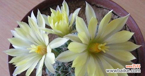 探寻仙人球开花背后的象征意义 以仙人球开花寓意着什么