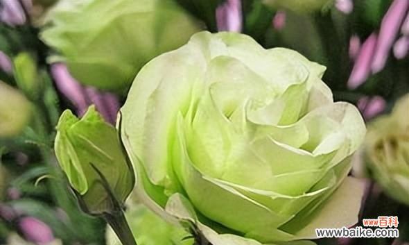 洋桔梗花语的深层意义与心灵寄托 洋桔梗花语和寓意