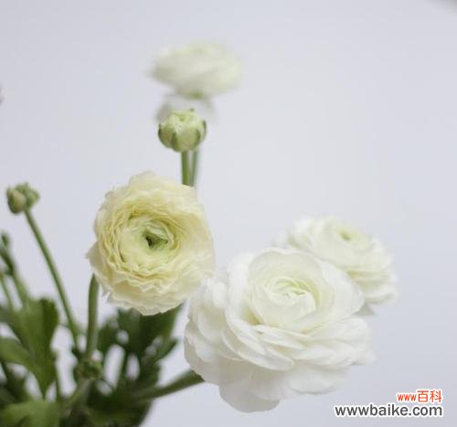 洋桔梗花语的深层意义与心灵寄托 洋桔梗花语和寓意