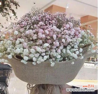 送满天星 满天星之意