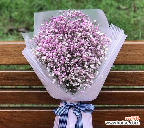 送满天星 满天星之意