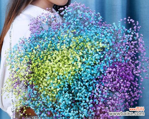 送满天星 满天星之意