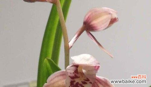 以花花语为媒介 花开自律之路