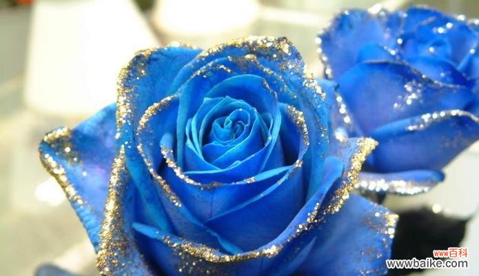 解读蓝玫瑰的美丽传说与象征 蓝玫瑰花的花语与意义