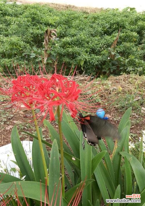 以表示死亡的花为主题的花语之美 寓死亡之意的花朵