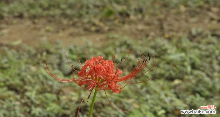 以表示死亡的花为主题的花语之美 寓死亡之意的花朵