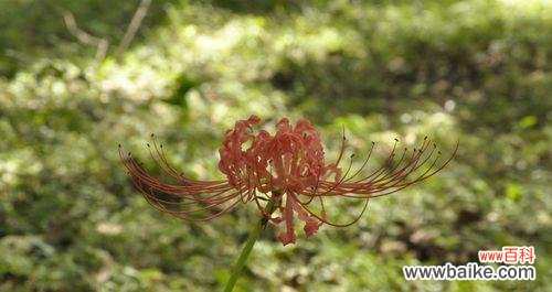 以表示死亡的花为主题的花语之美 寓死亡之意的花朵